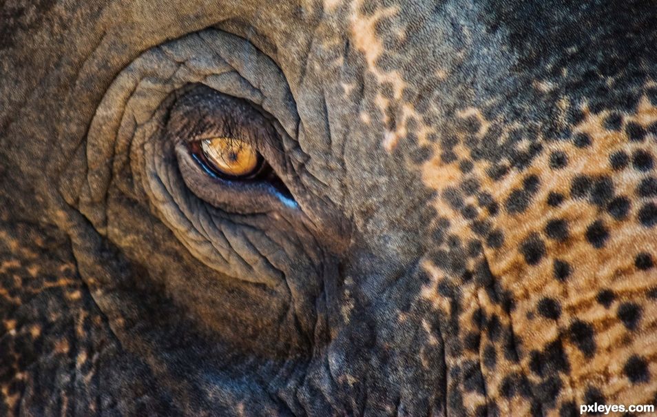 Elephant eye