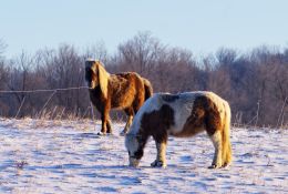 Winter Coats