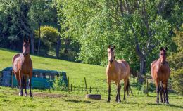 Happy Horses