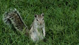 Palm squirrel