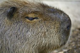 Capybara