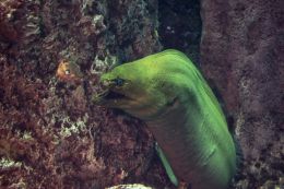 Green Moray Eel