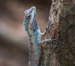 Calotes mystaceus