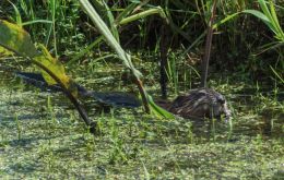 Muskrat