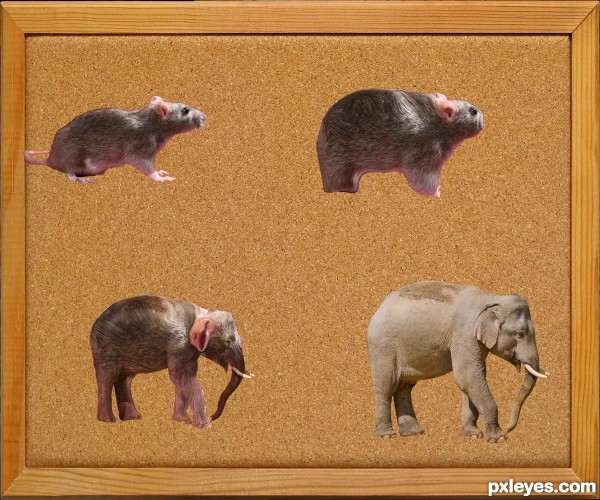 Creation of Ratmorph Elephant: Step 3