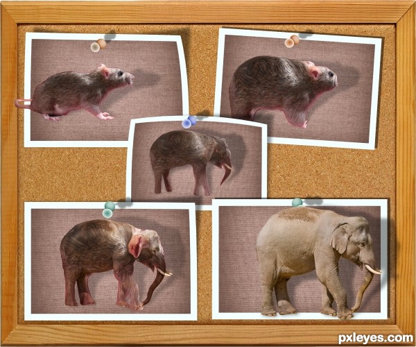 Creation of Ratmorph Elephant: Step 4