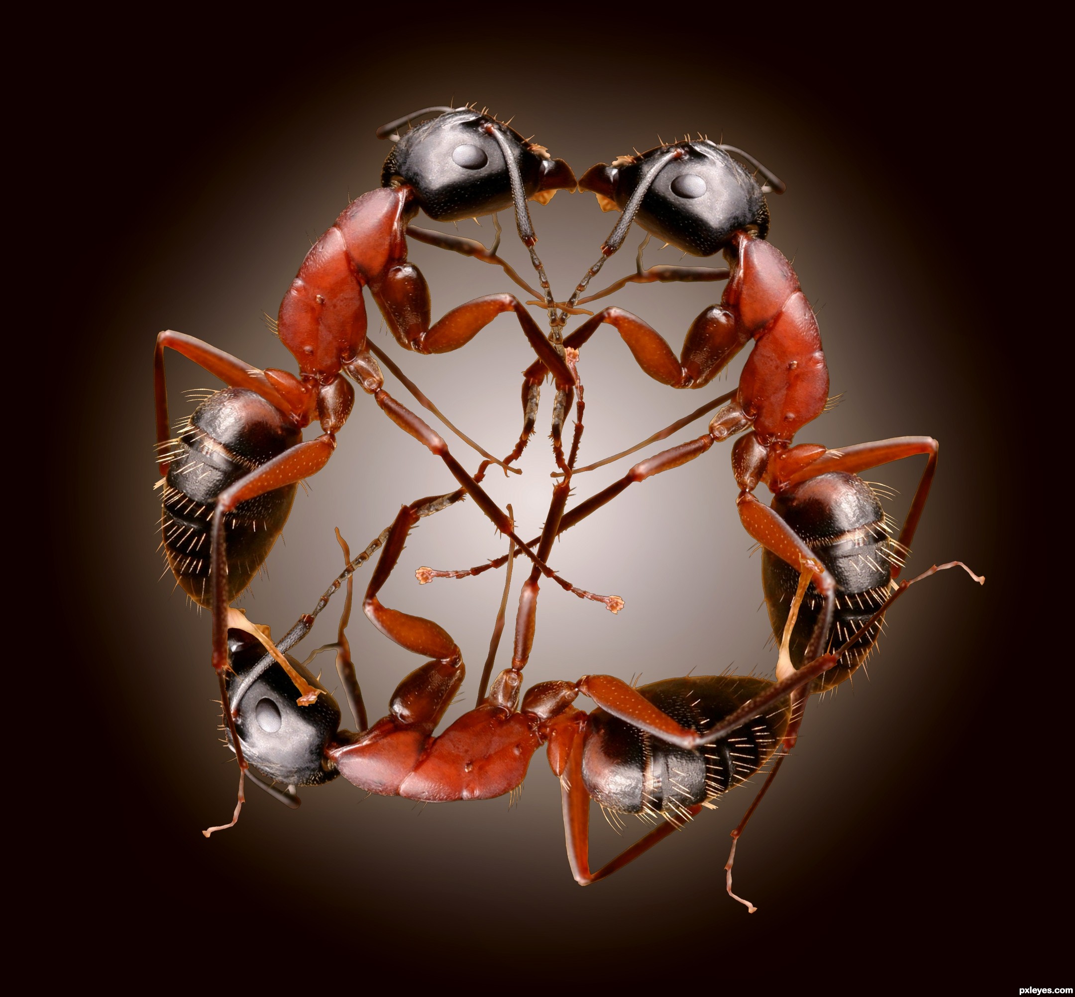 2160px x 2004px - ant porn picture, by eyelander for: ant closeup photoshop ...