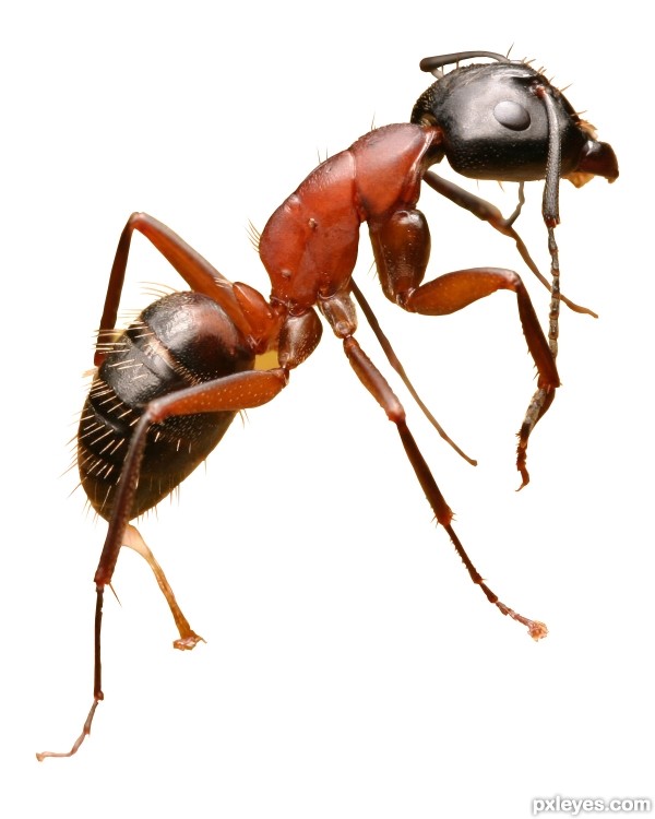 Creation of ant porn: Step 1