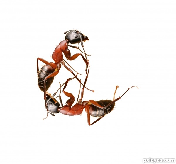 Creation of ant porn: Step 2