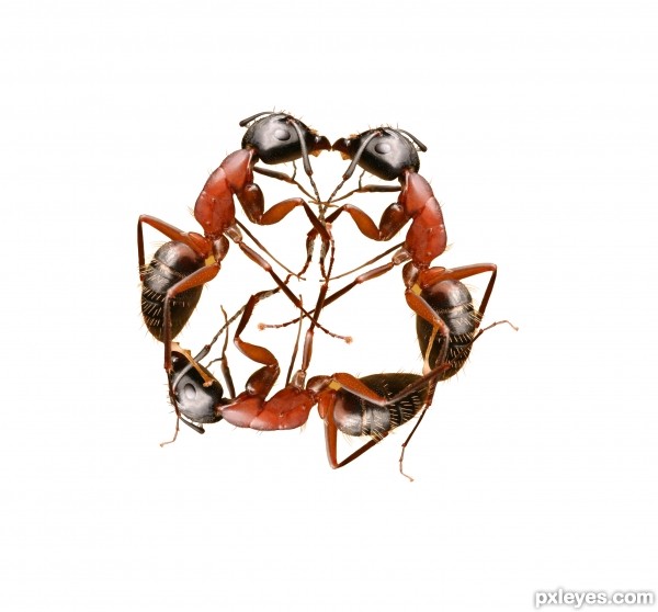 Creation of ant porn: Step 3