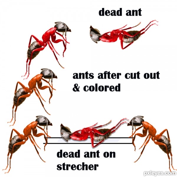 Creation of Ant Ridge: Step 2