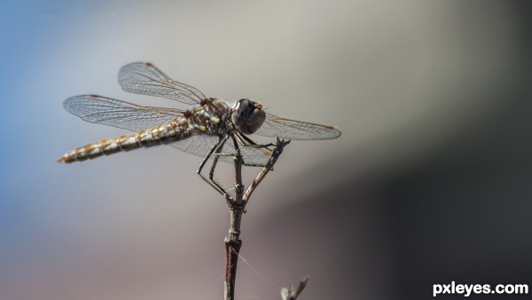 Dragonfly