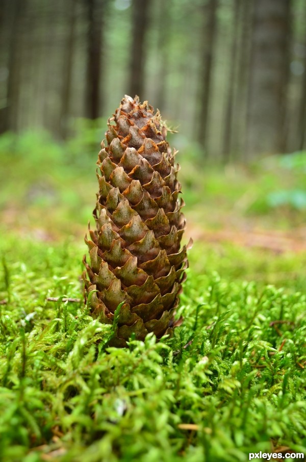 pinecone