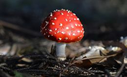 Fly agaric