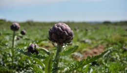 Artichokes