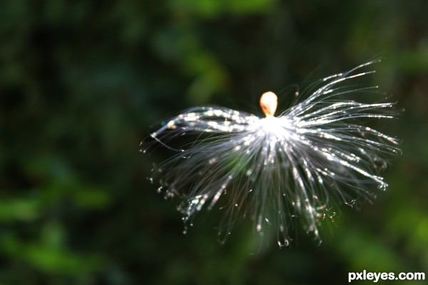 Angel Hair