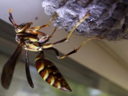  HAIL TO THE QUEEN:wasp macro