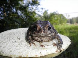 toad on his stool