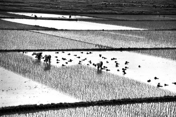 Rice Paddies photoshop picture