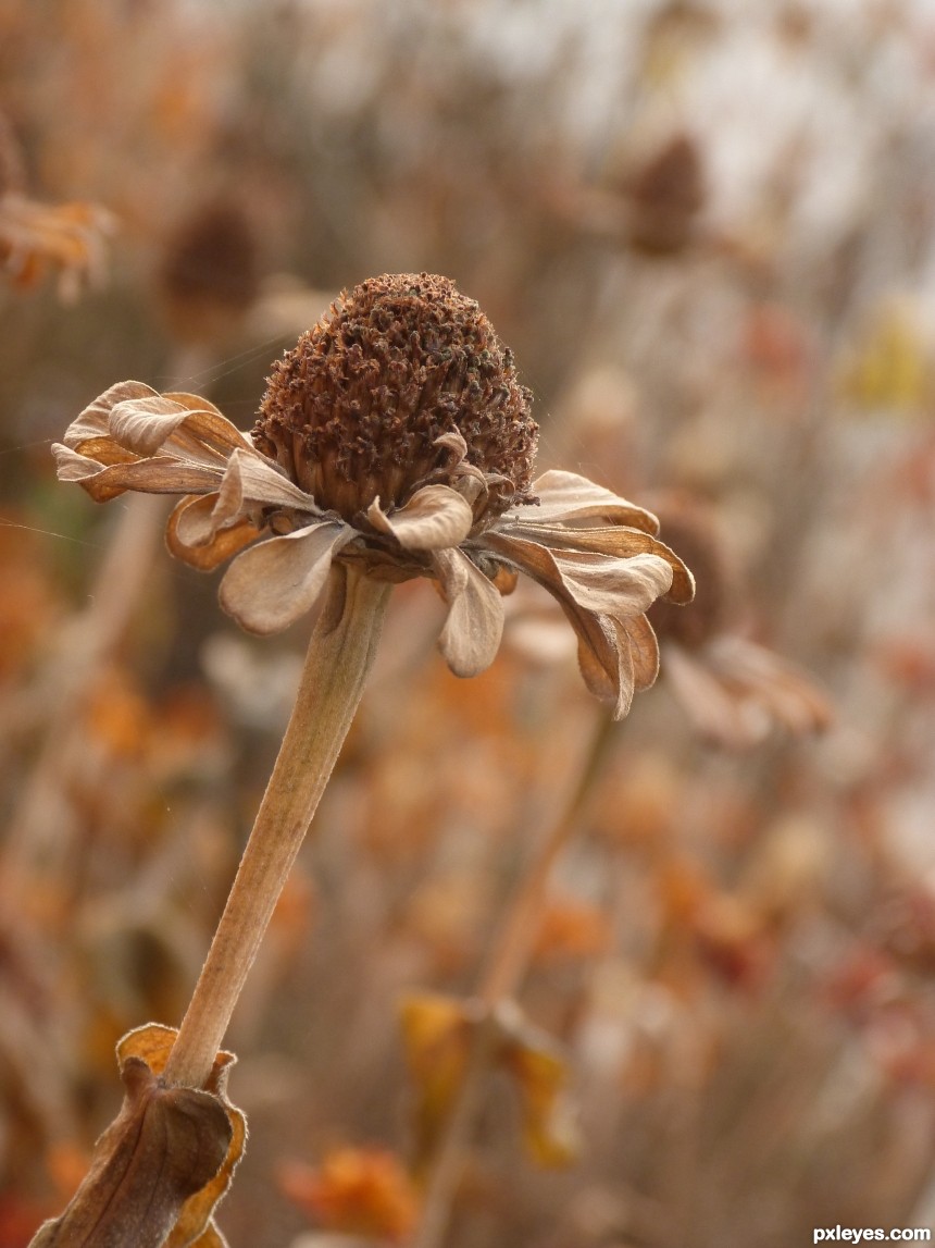 flower photoshop picture)