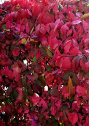 Crimson leaves