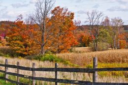 Autumn Splendor