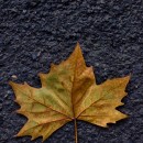 autumn leaf source image