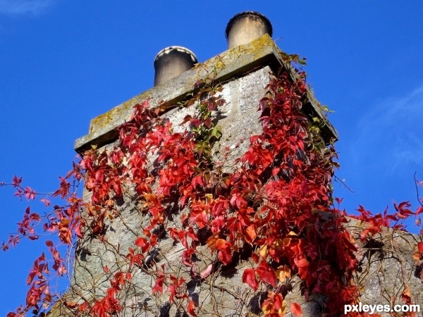 Virginia Creeper