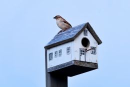 B is for Birdhouse