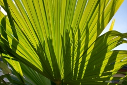 Dance of the Fronds