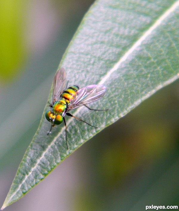 Itty Bitty Metallic Fly