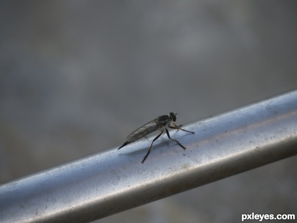 Creation of Robberfly: Step 1