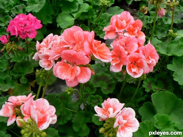 Creation of potted summer flowers: Step 7