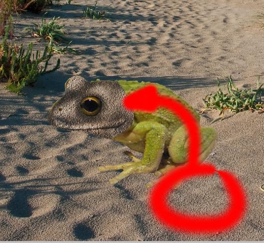 Creation of Sand Frog: Step 2