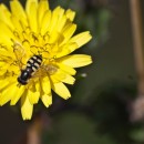 bee on flower source image