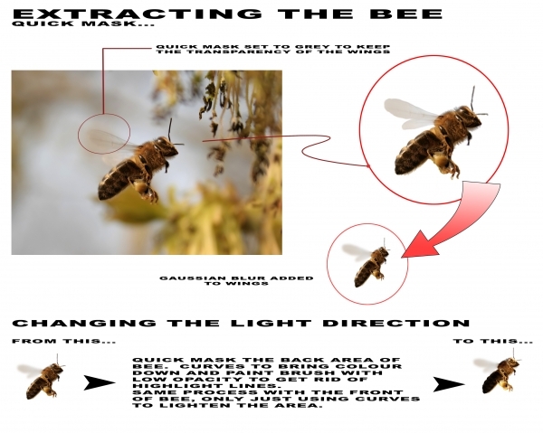 Creation of Immigration: Step 6