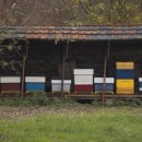 beehives source image