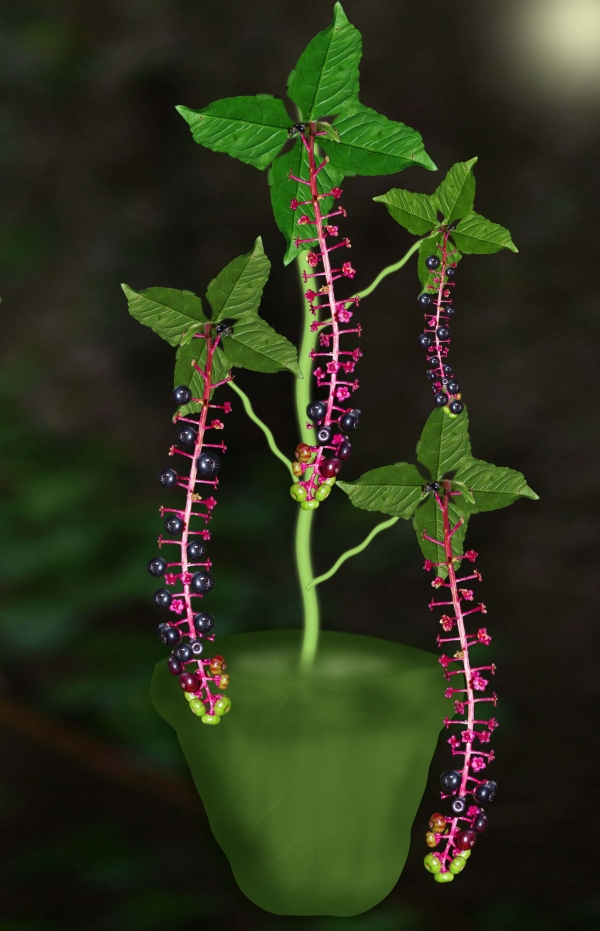 Creation of Berry plant: Step 7