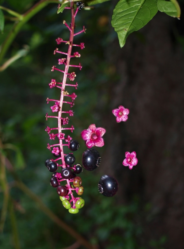 Creation of Berry Jewel: Step 1