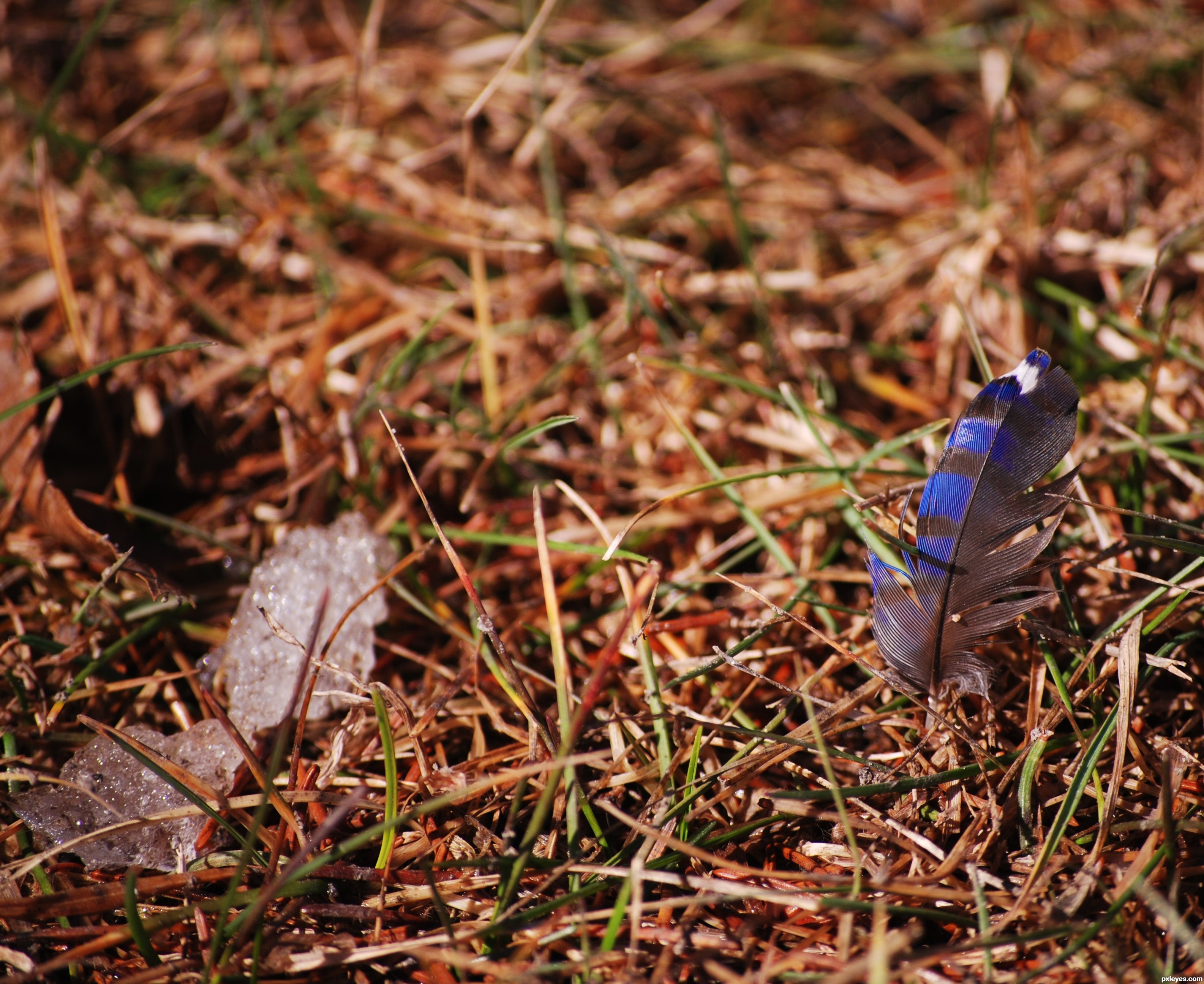 Finally Spring picture, by k5683 for: bird feather photography contest 