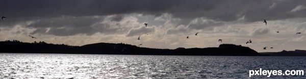 Birds in Flight