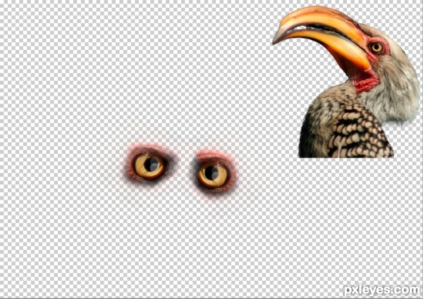 Creation of Owl: Step 2