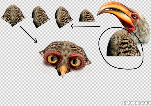 Creation of Owl: Step 4