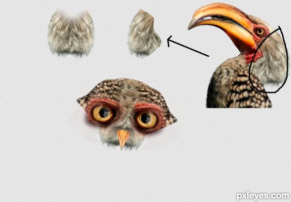 Creation of Owl: Step 5