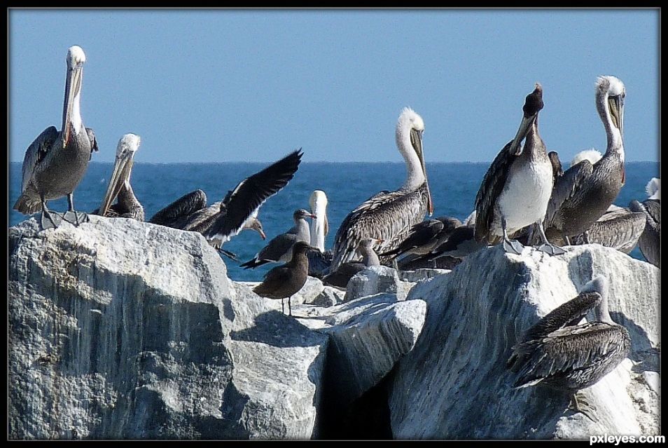 Rocky Roost