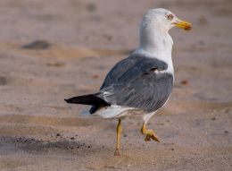 Beach Supervisor :-)