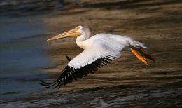 River Pelican