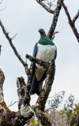 Kereru, Wood Pigeon