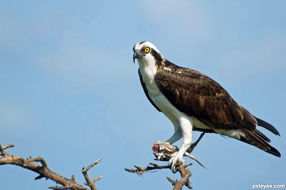 An Ospreys lunch