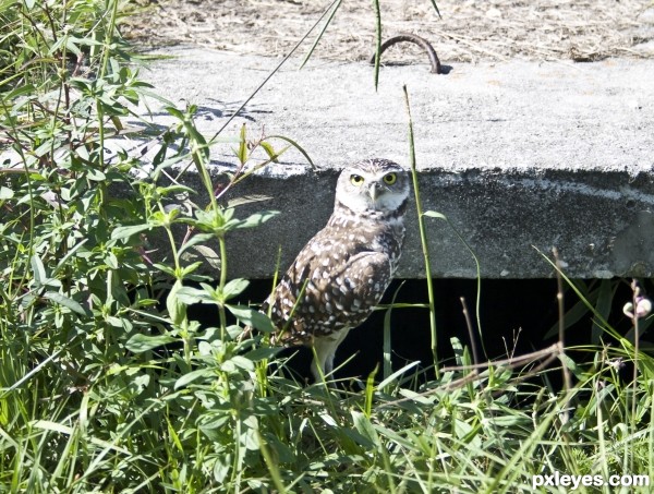 Ground Owl